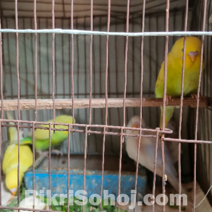বাজরিগার পাখি ৫ পিছ ১০০০ টাকা